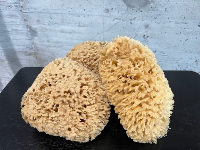 Sea Sponge - Natural Wool - 5 - 5.5 - Sea Kind